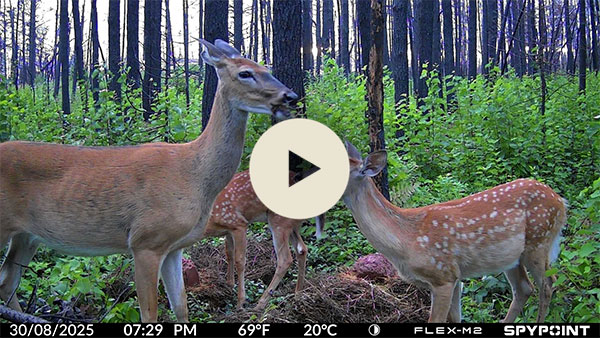 Video aufgenommen mit der FLEX-M Kamera