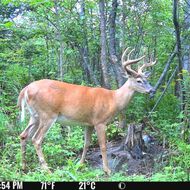 FLEX-US d’occasion certifiée