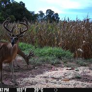 FLEX-US d’occasion certifiée