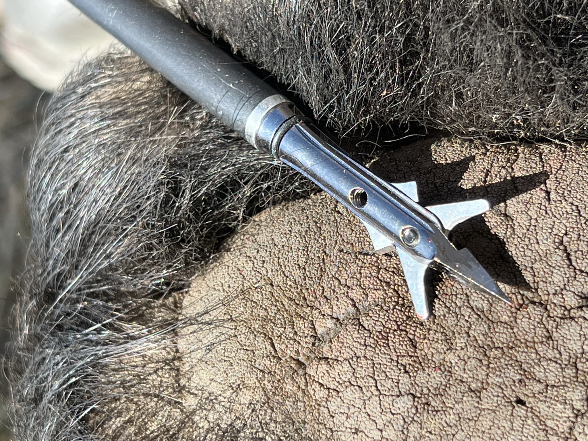 Quelle est la meilleure pointe de chasse pour arbalète ?