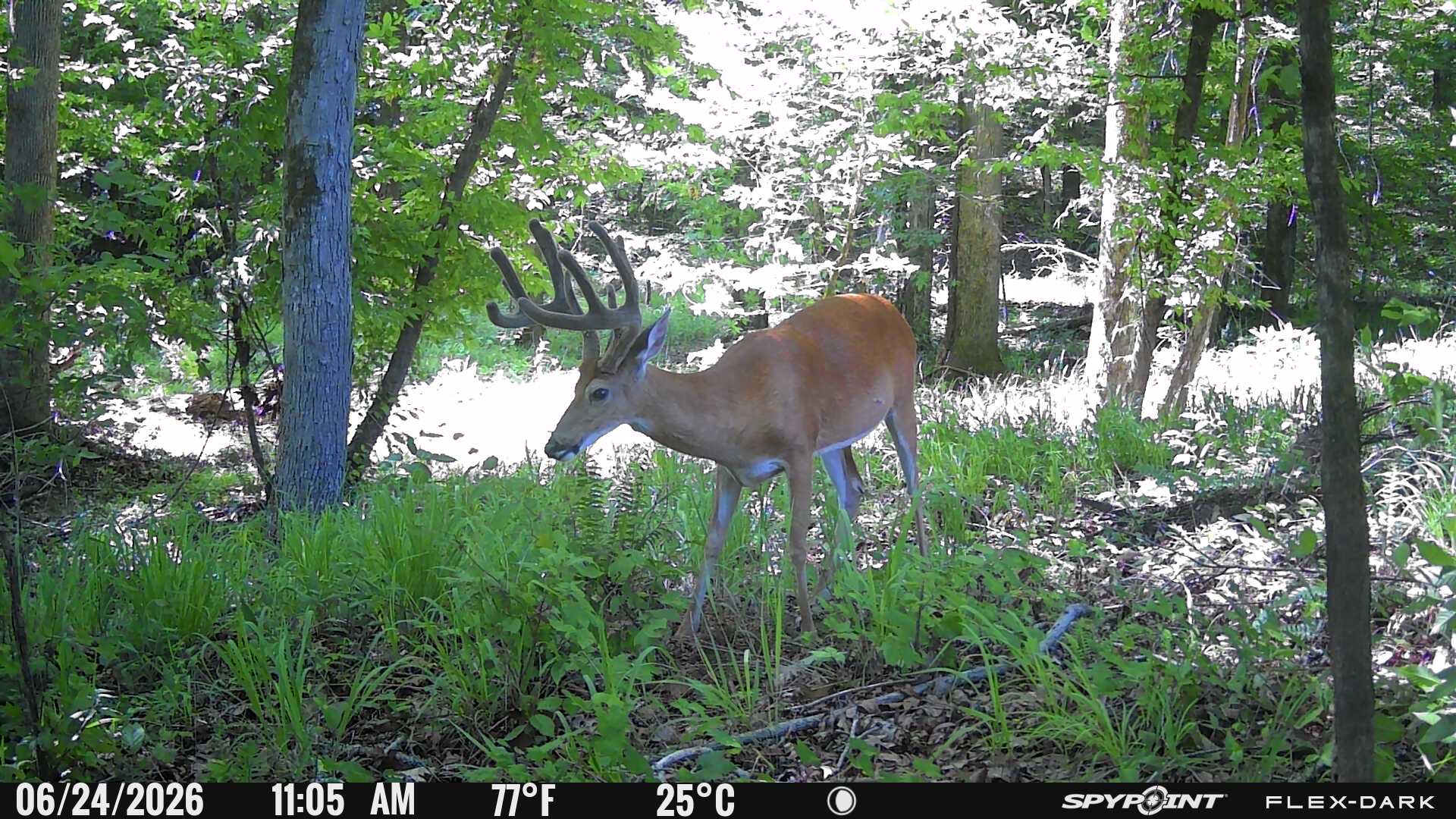 Summer Deer Patterns: What Bucks Do in July and August