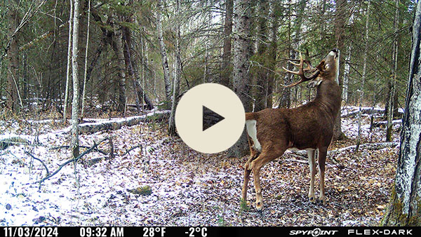 video registrato dalla fotocamera FLEX-DARK