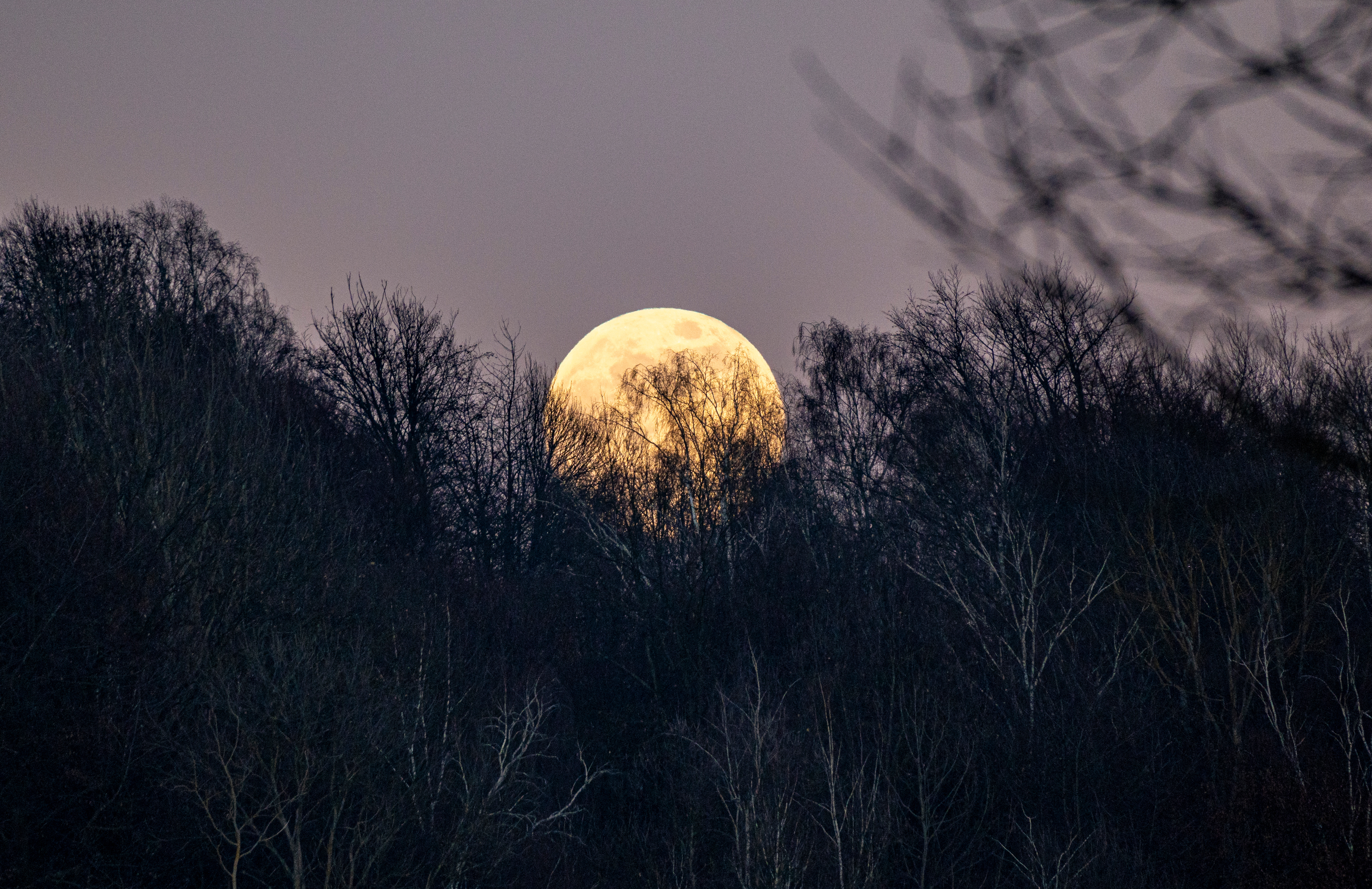 Le fasi lunari e la pressione barometrica ideali per la caccia al cervo