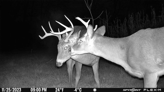 A night vision trail camera photo of two bucks taken by the SPYPOINT FLEX-M