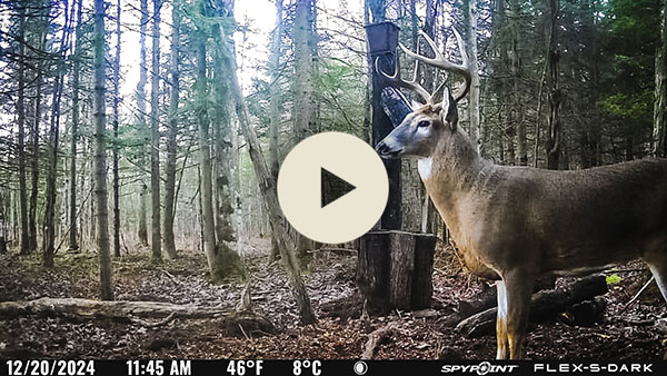 Video take by the FLEX-S-DARK camera