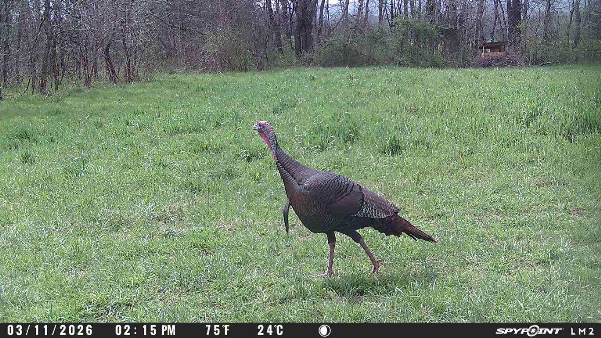 3 fa&ccedil;ons dont le Insiders Club de SPYPOINT peut faire de vous un meilleur chasseur de dindons