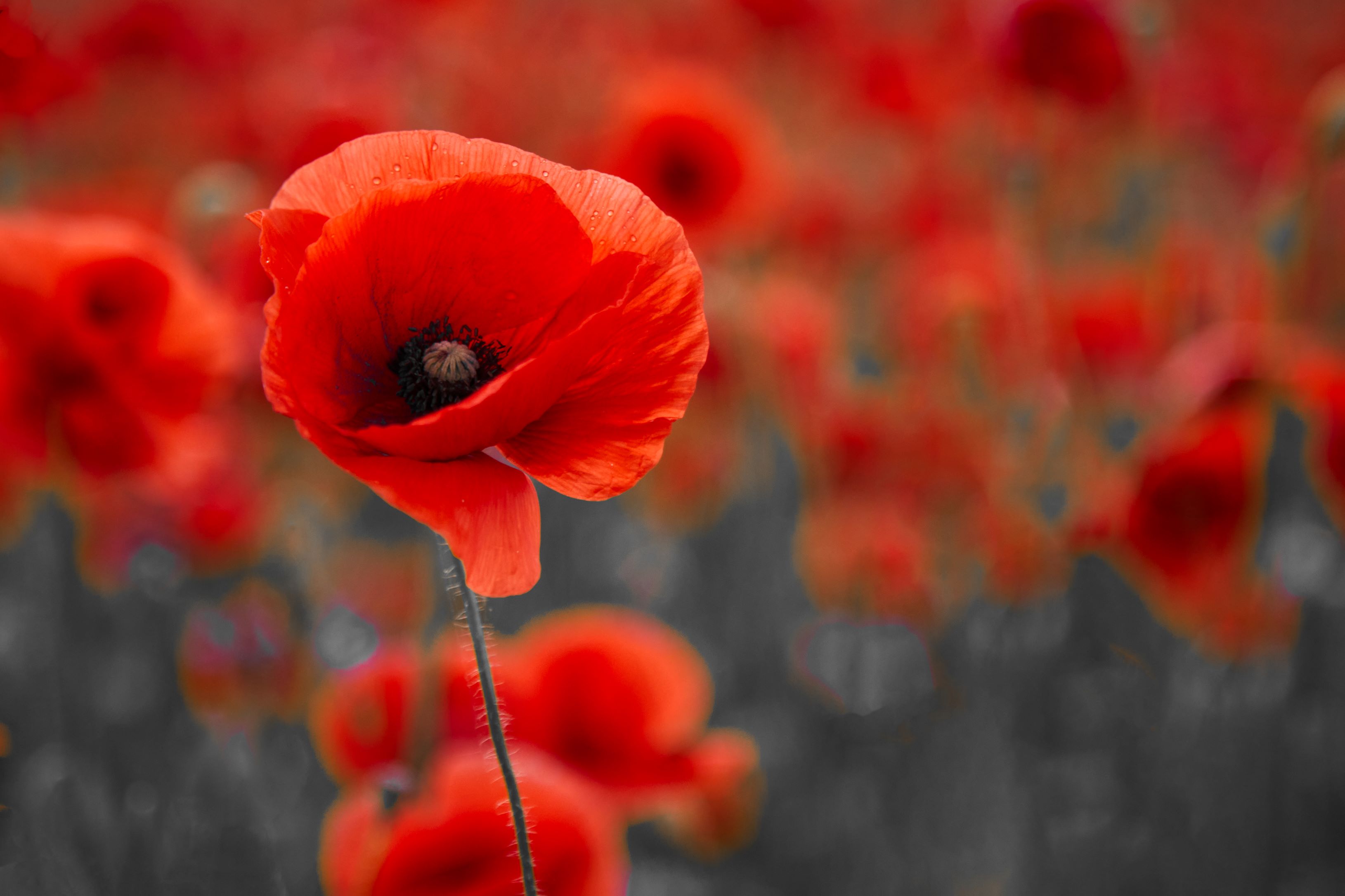 Supporting Those Who Served: SPYPOINT Contributes to The Legion National Foundation