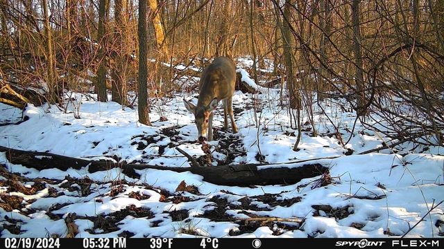 A photo of a doe surrounded by snow in the woods taken by the SPYPOINT FLEX-M