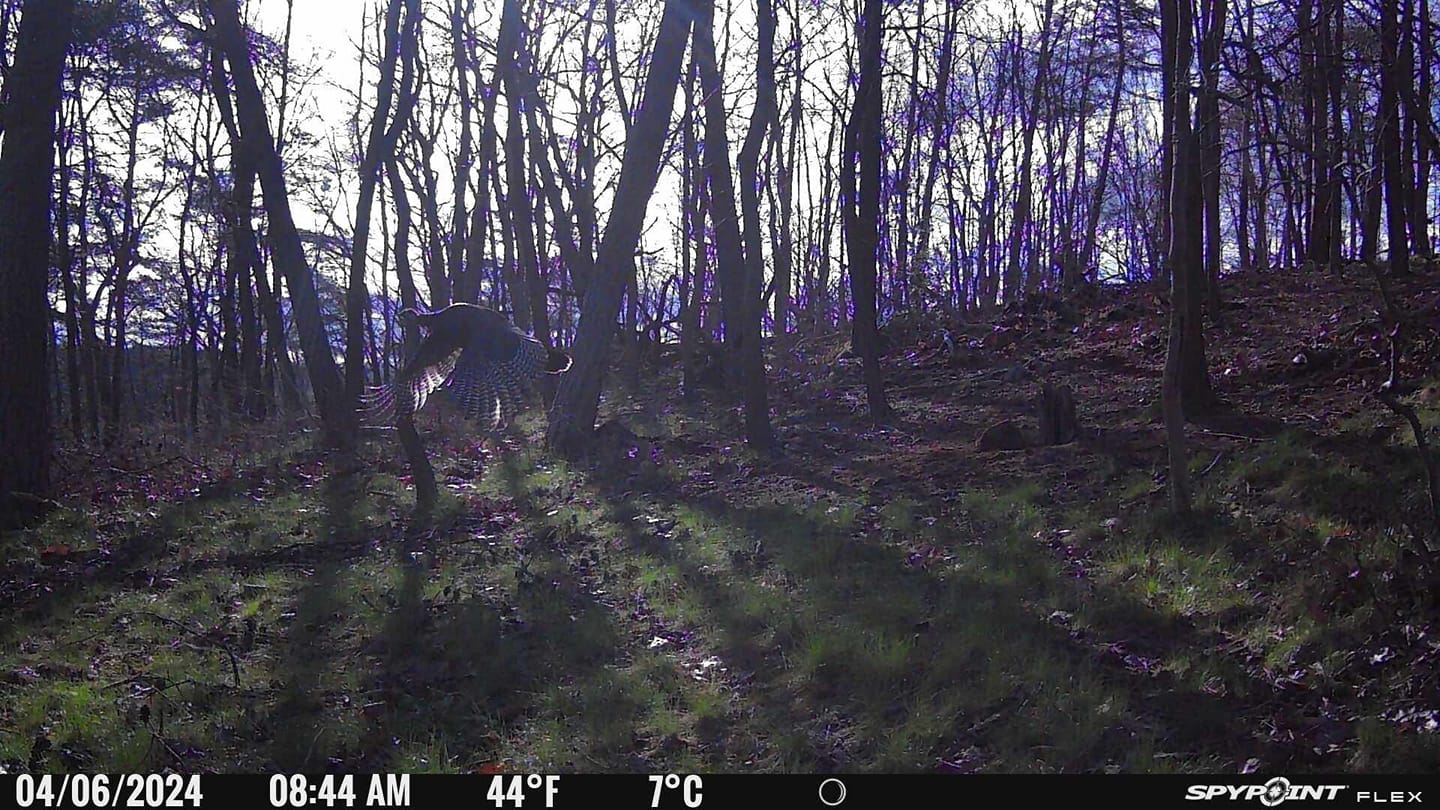 Turkey flying in a forest
