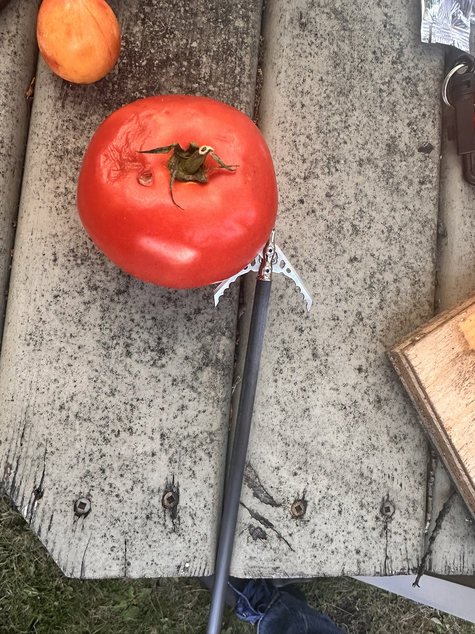 Blog-387_Image-3-Mechanical-Crossbow-Broadhead-Deployed Mechanical crossbow broadhead with its expandable blades deployed next to a tomato for a cutting diameter demonstration.