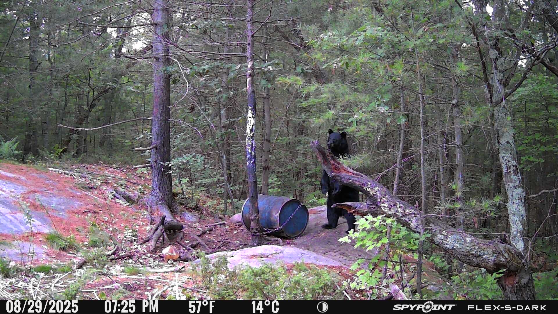 Comment estimer la taille d&rsquo;un ours noir &agrave; l&rsquo;aide de cam&eacute;ras de chasse sur un site d&rsquo;app&acirc;tage