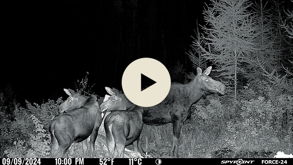 Video take by the FROCE-24 camera