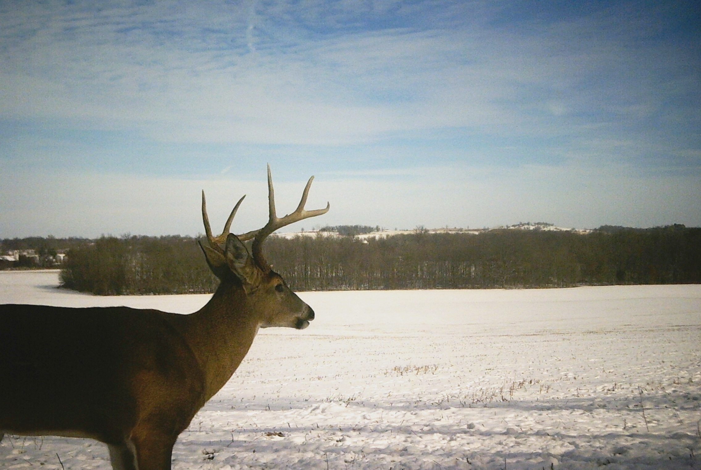 A buck stands looking out over a snowy field