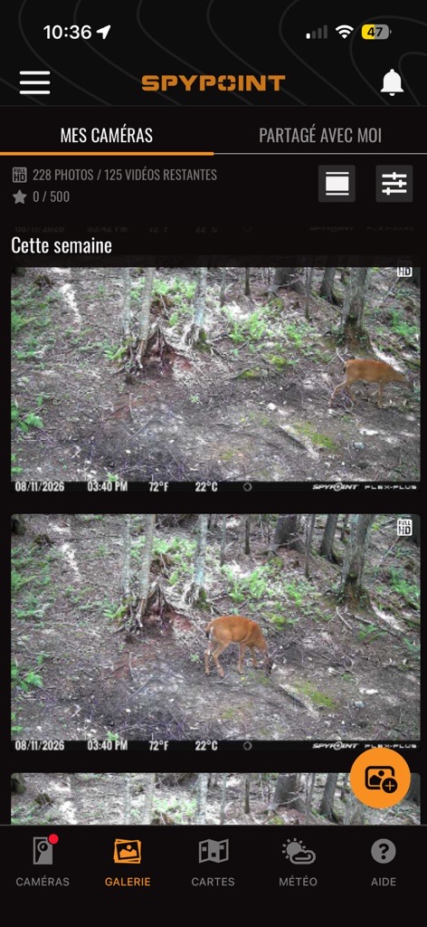 Blog-FR-384_Image-1-SPYPOINT-App-Trail-Camera-Gallery Galerie de l’application SPYPOINT présentant des photos de faune prises de jour et de nuit par des caméras de chasse cellulaires.