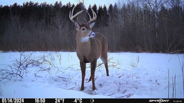 A photo of a buck standing in the snow taken by the SPYPOINT FLEX-S