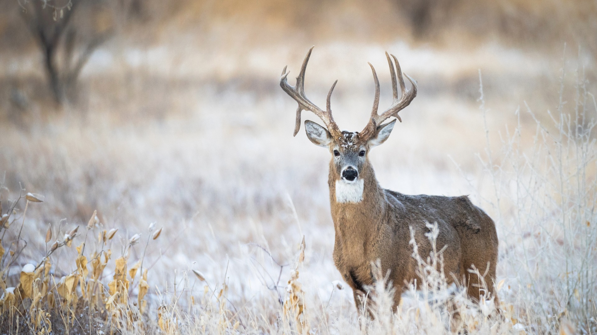 How to Use Cellular Trail Cameras to Target a Specific Buck