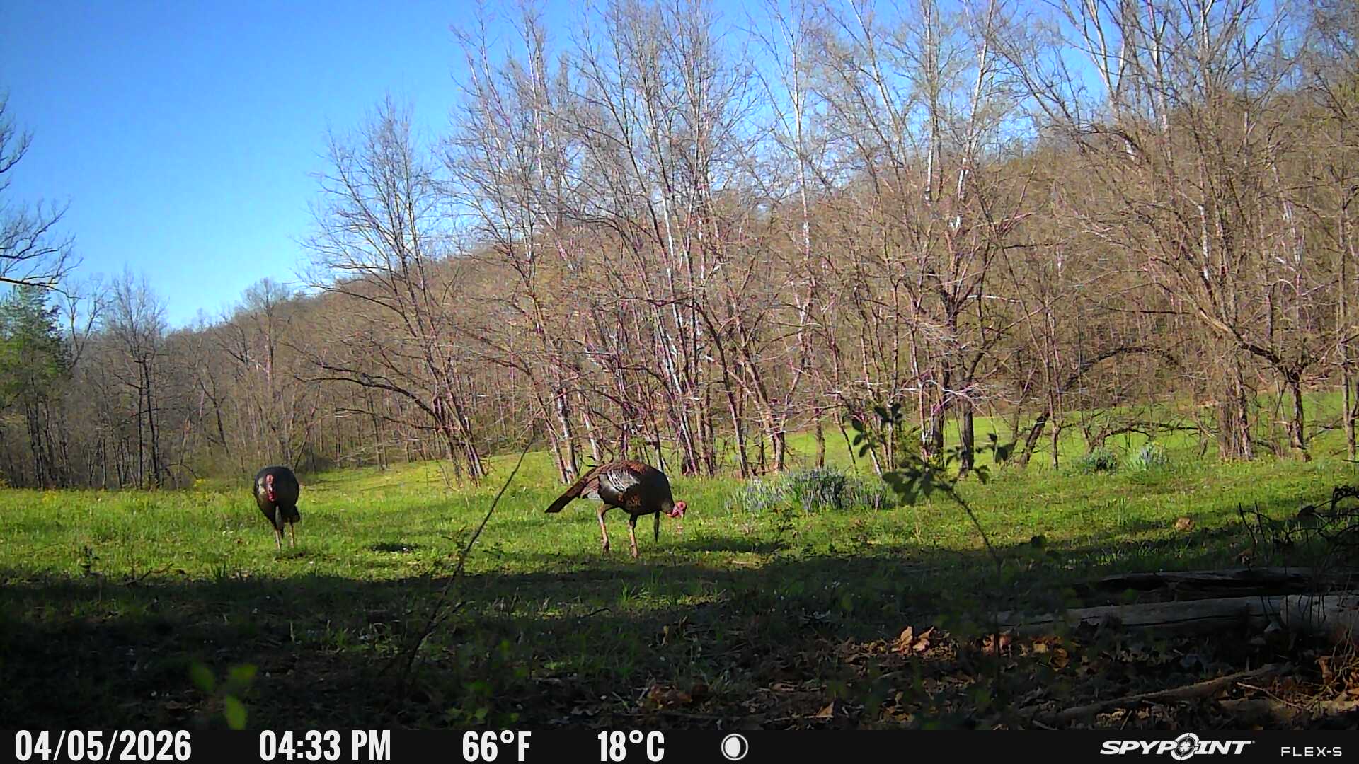 How Cellular Cameras Turned Turkey Scouting Into Opening Day Success