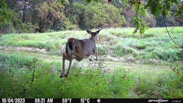 A photo of a doe mid-jump in the grass taken by the SPYPOINT FLEX-S