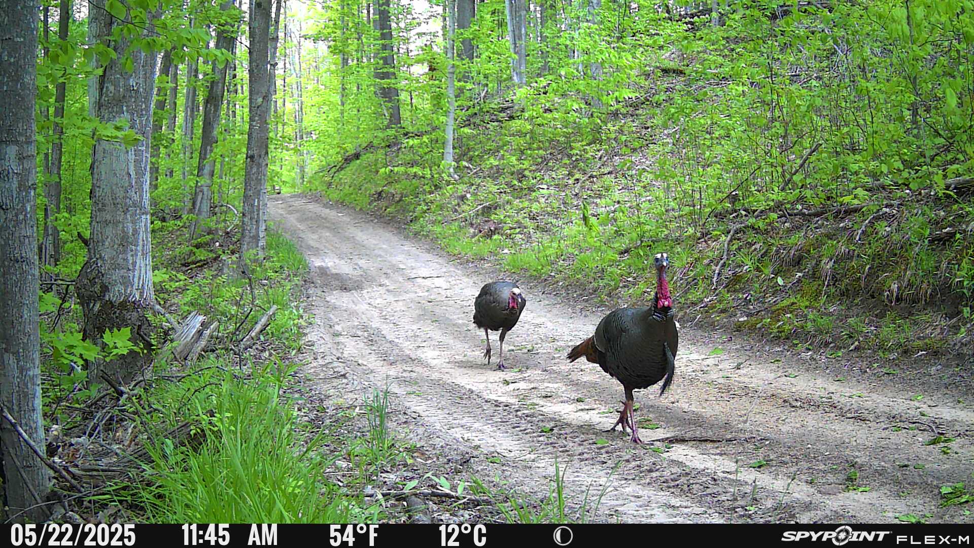 Utiliser des cam&eacute;ras de chasse cellulaires pour rep&eacute;rer et concr&eacute;tiser la r&eacute;colte d&rsquo;un dindon sauvage au printemps