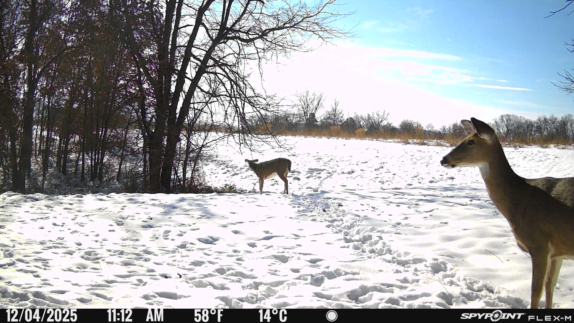 Cold-Weather Tips to Keep Your SPYPOINT Cameras Running Longer This Winter