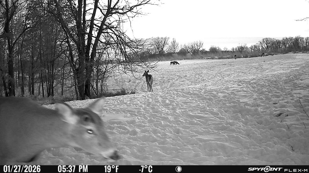 Using Cellular Trail Cameras to Monitor Deer Numbers Over Food Plots