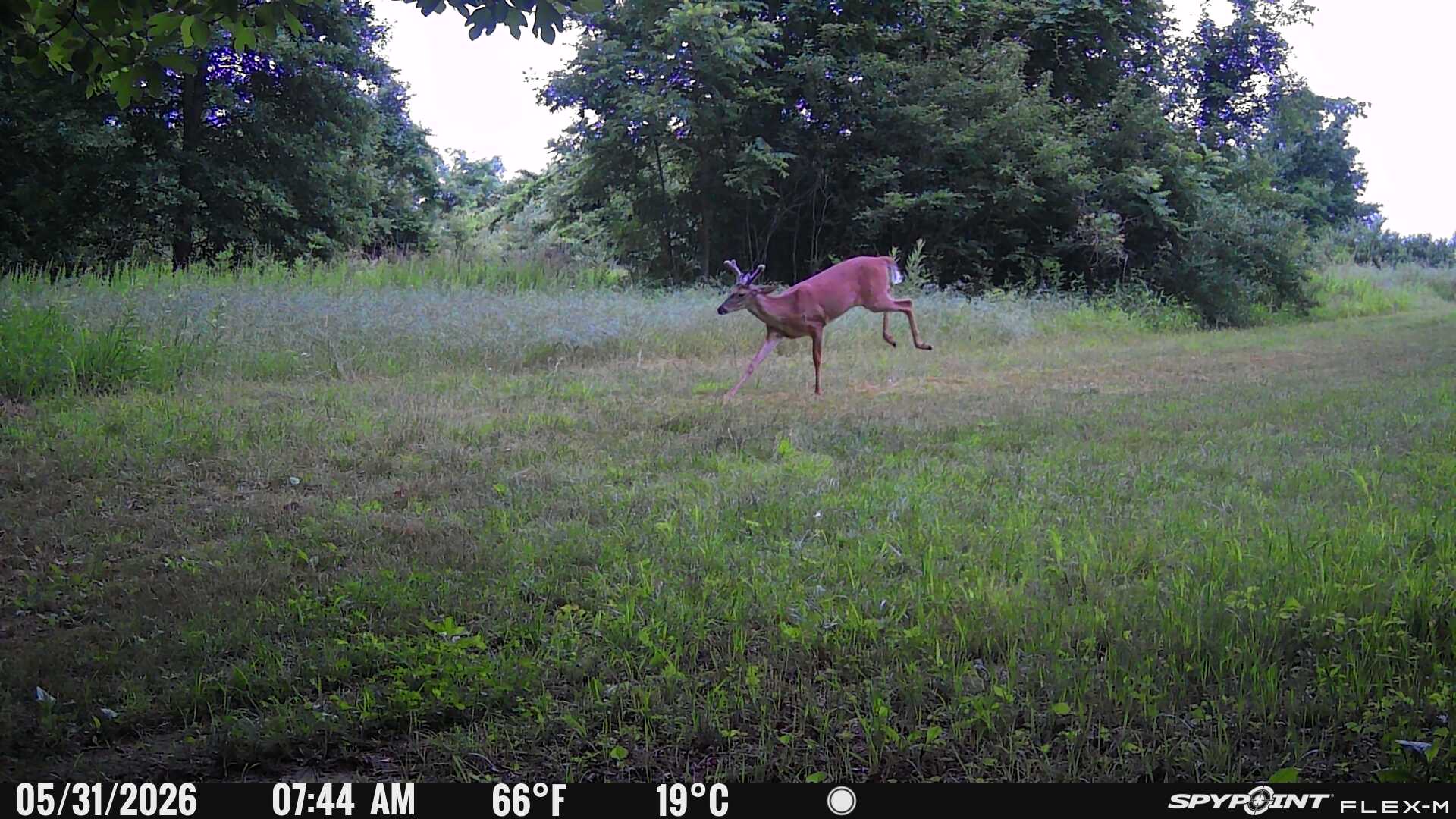 Why You Should Keep Your Cellular Trail Cameras Running All Summer