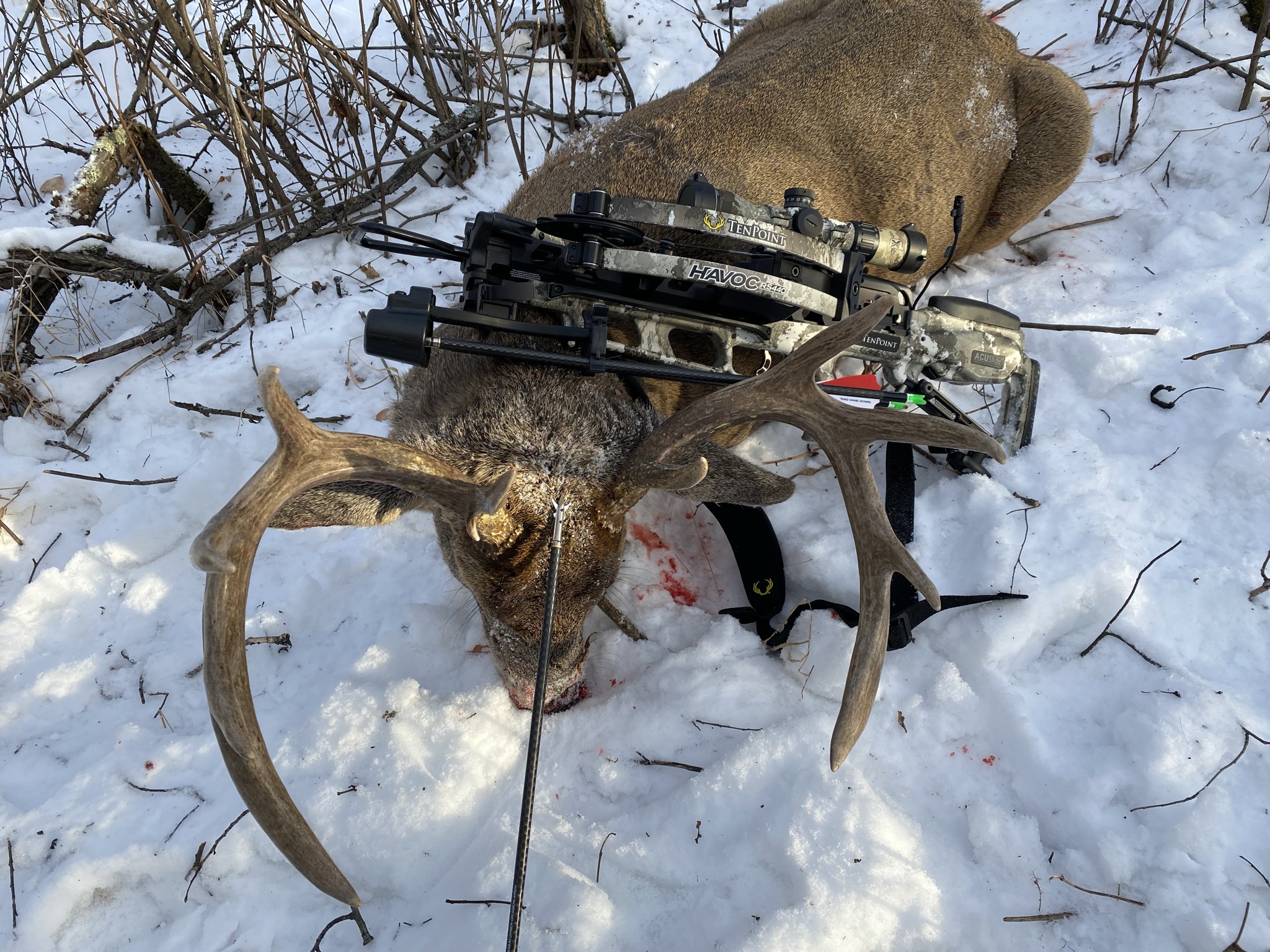 Blog-387_Image-2-Crossbow-Broadhead-Whitetail-Deer-Hunt Whitetail buck harvested with a crossbow in the snow, with the crossbow and broadhead displayed alongside the deer.