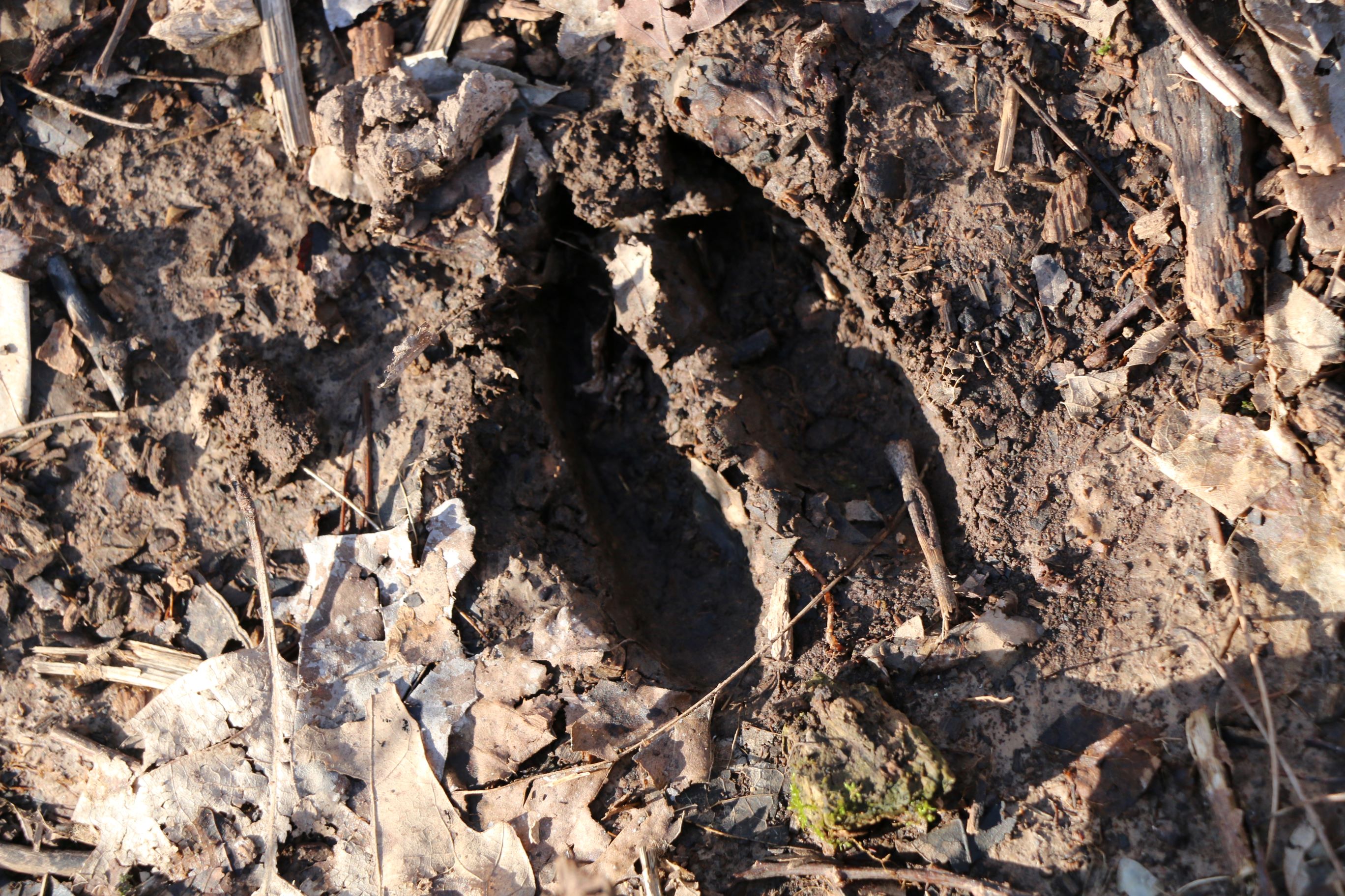 A deer hoof print in mud