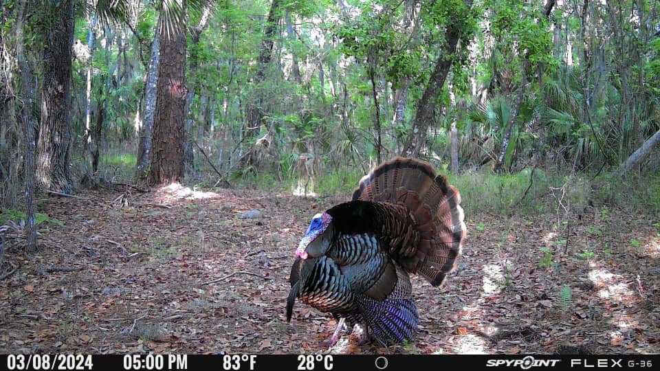 Turkey strutting in the forest