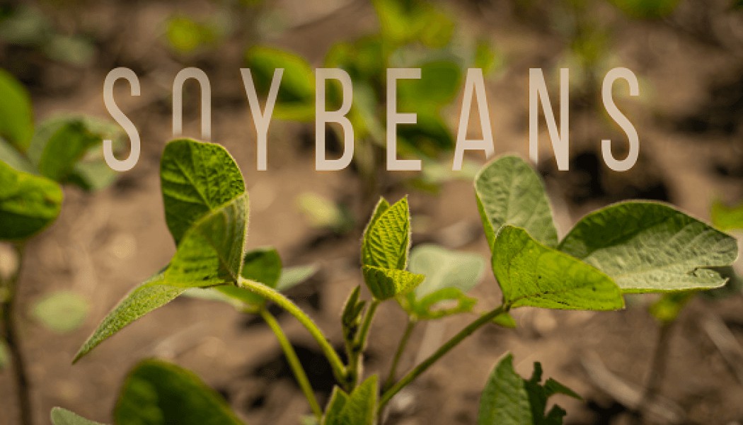 Building Whitetails - Get the Most Out of Your Soybeans