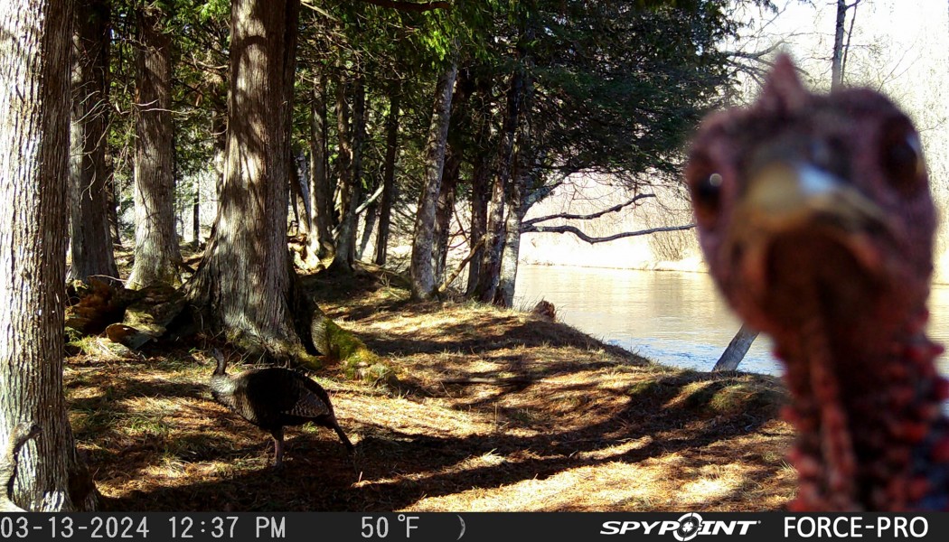 Three Turkey Hunting Mistakes to Avoid This Season