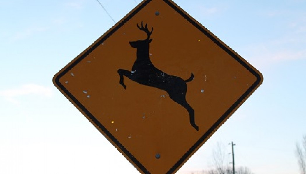 How to Find Public Land Spots Other Hunters Miss