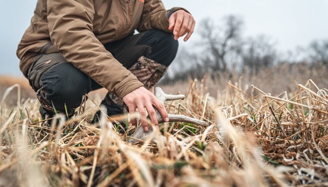 Prepare for Shed Hunting Sanctuaries Now