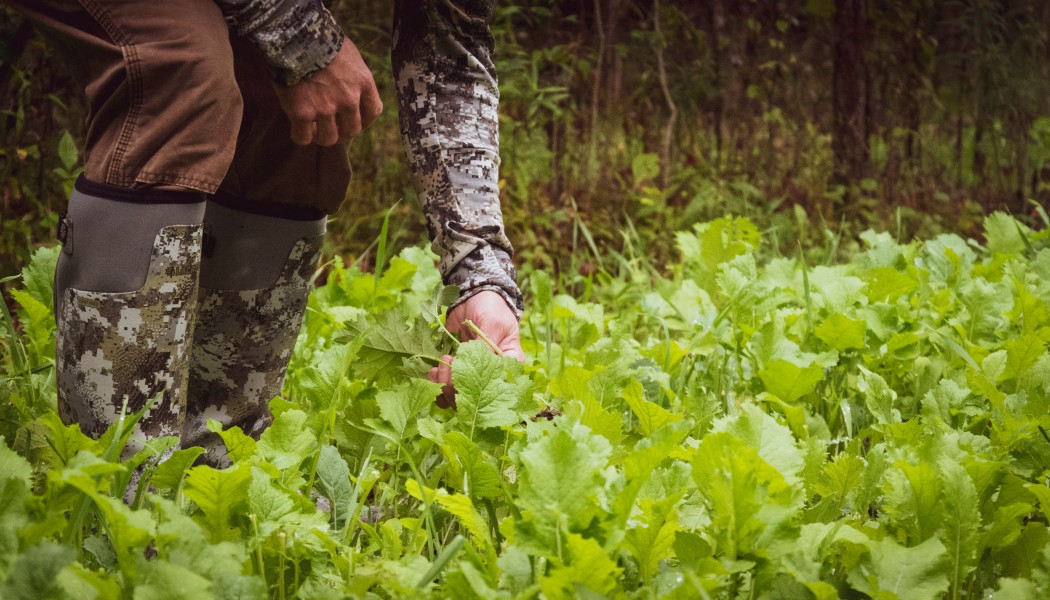 Three Questions to Ask Before You Plant a Food Plot