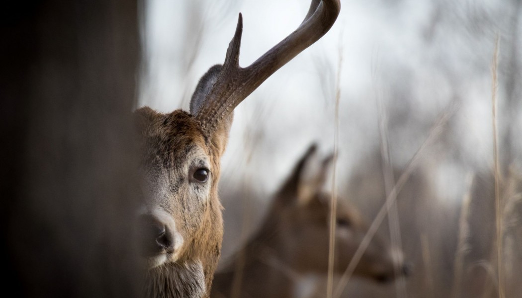 The Worst Deer Hunting Advice Ever