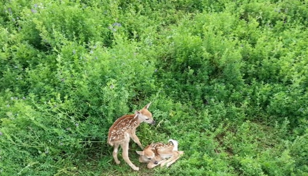 SHOULD YOU PICK UP THAT FAWN?