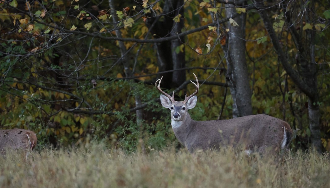 10 Deer Hunting Tips for the Pre-Rut