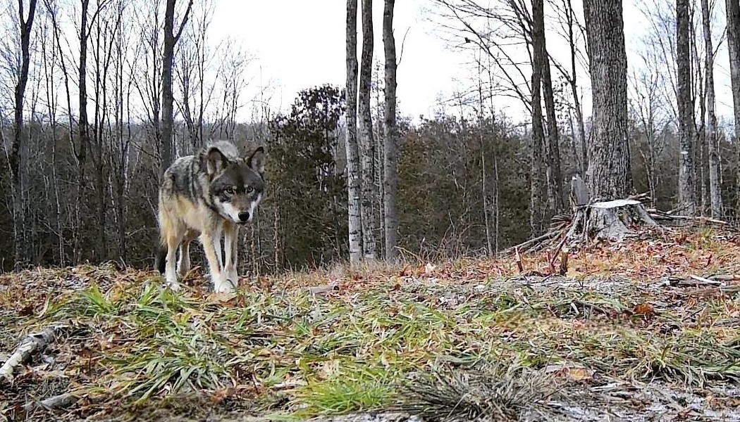 How to Capture Stunning Wildlife Photos and Videos with a Trail Camera
