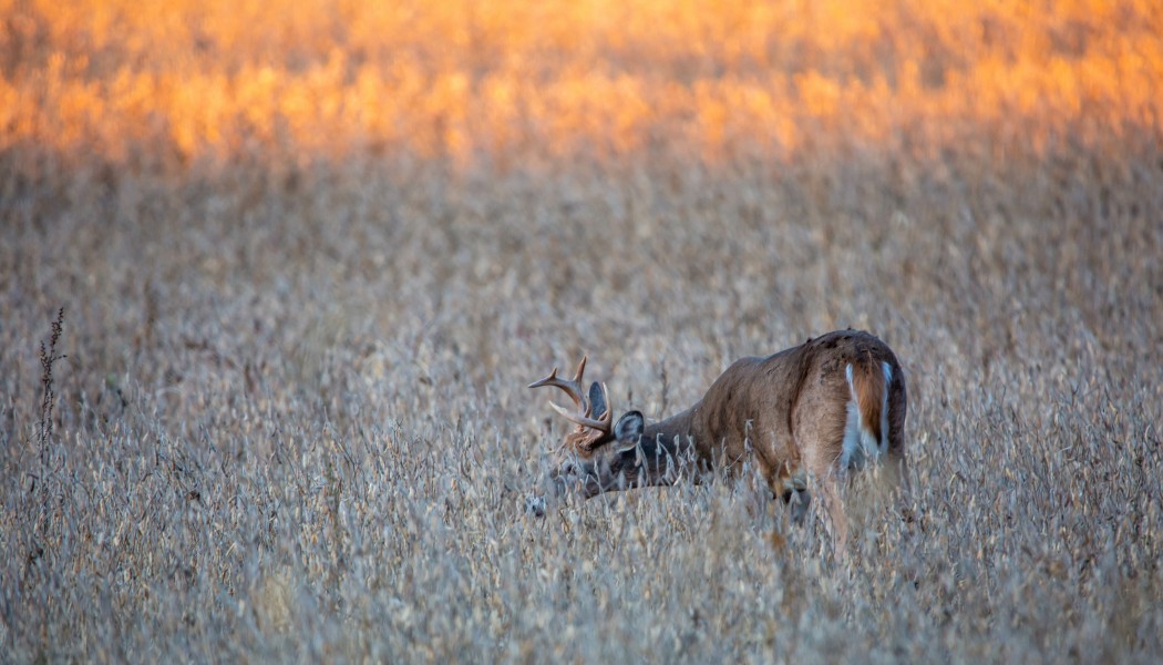 Winter Whitetail Survival: Late-Season Grub Big Bucks Love