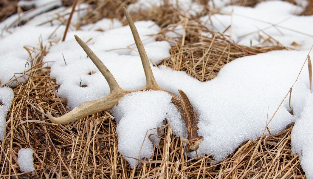 Shed Hunting Tips and Why You Should Be Using Trail Cameras