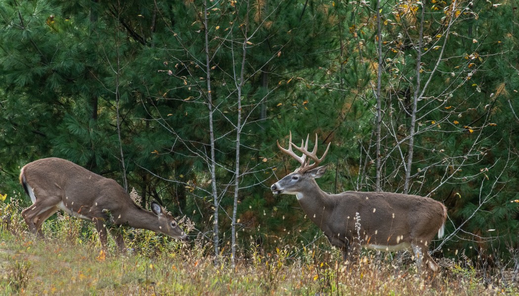 Ranking Whitetail Rut Phases