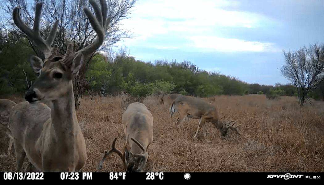 How Does the Video Transmission Feature Work on the SPYPOINT FLEX