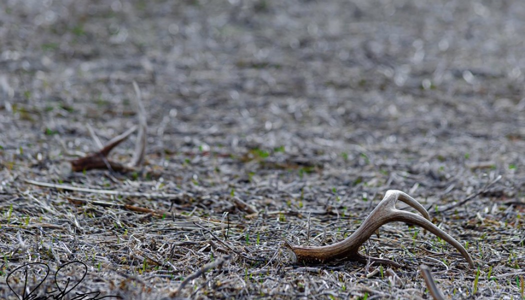 Three Reasons You're Terrible at Shed Hunting