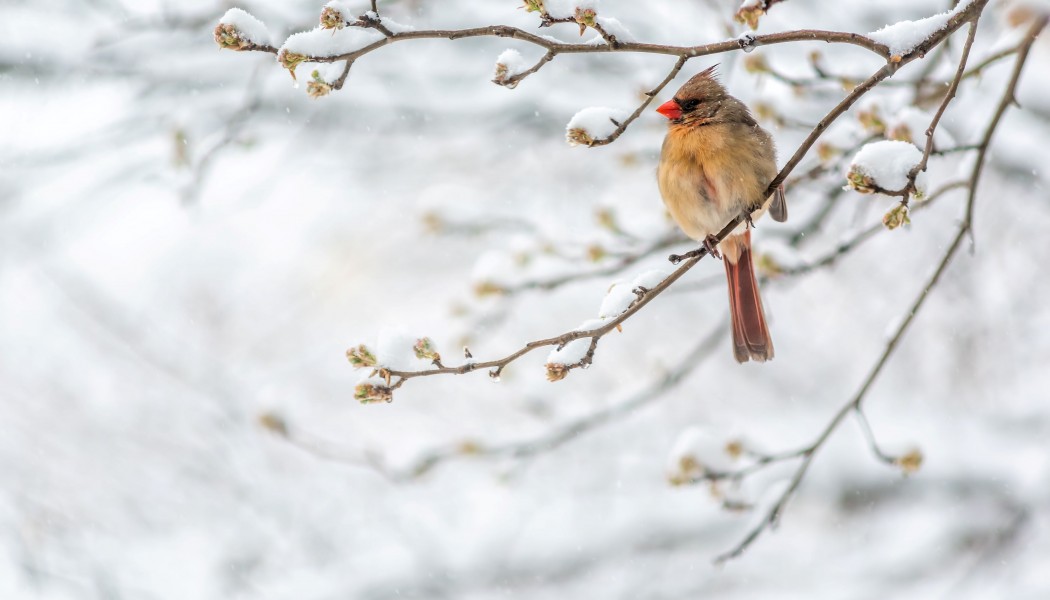 A Guide to Winter Bird Watching with Cellular Trail Cameras