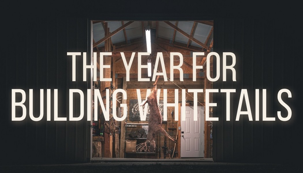 Building Whitetails - A Year For Building Whitetails