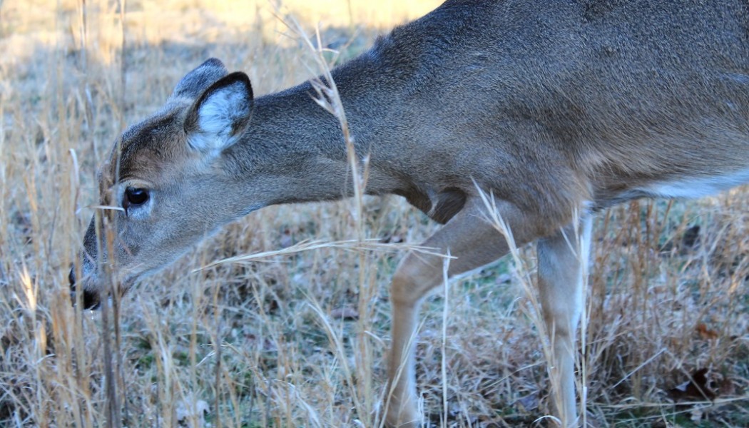 8 Late-Season Trail Camera Locations