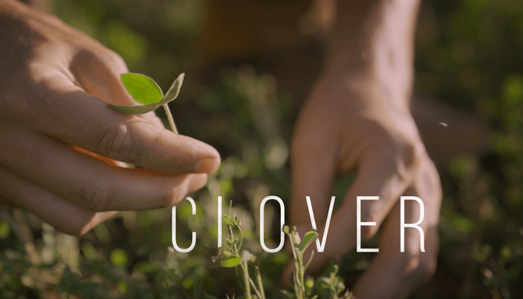 Long-term Clover Plot Management | Building Whitetails