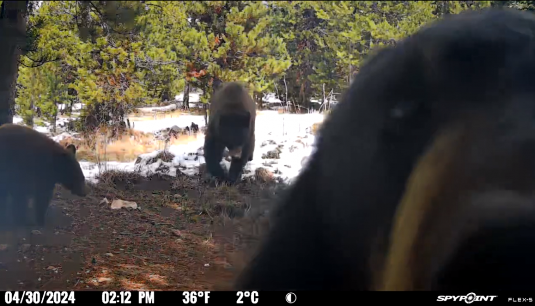 Five Ways to Bear-Proof Your Trail Camera