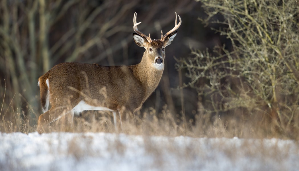 10 Steps to Tagging Buzzer Beater Bucks