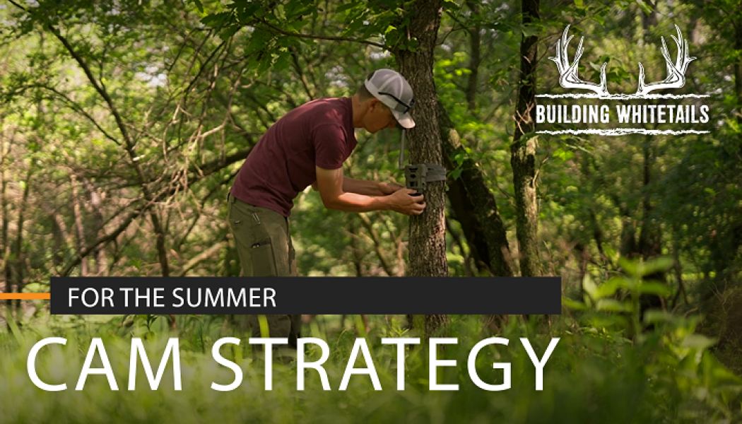 Summer Trail Camera Strategies at the 107 | Building Whitetails